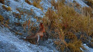 Beautiful red fox with prey in autumn grass. Clip. Fox took food in its mouth and took it away. Wild fox prey in environment with autumn grass on rocky slope video