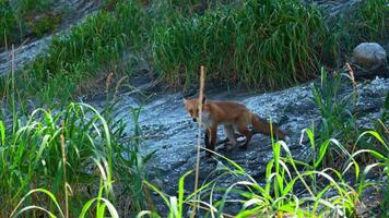 rood vos in gras. klem. rood vos loopt langs steen helling met groen gras. het schieten dieren in het wild met rood vos en hoog groen gras video