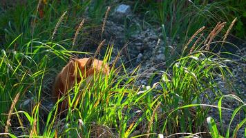 rot Fuchs im Gras. Clip. rot Fuchs läuft entlang Stein Steigung mit Grün Gras. Schießen Tierwelt mit rot Fuchs und hoch Grün Gras video