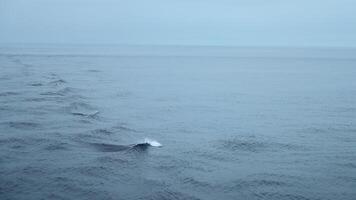 Beautiful sea surface with dolphin fins. Clip. Surface of open ocean with swimming dolphins in cloudy weather. Fins of swimming dolphins above surface of blue sea video