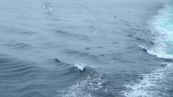 lindo mar superfície com golfinho barbatanas. grampo. superfície do aberto oceano com natação golfinhos dentro nublado clima. barbatanas do natação golfinhos acima superfície do azul mar video