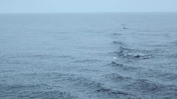 bleu mer avec vagues et nager dauphins. agrafe. sauvage dauphins nager dans ouvert mer dans nuageux temps. passionnant vue de nager dauphins sur océan surface video