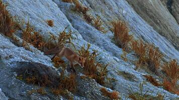 schön rot Fuchs mit Beute im Herbst Gras. Clip. Fuchs dauerte Essen im es ist Mund und dauerte es weg. wild Fuchs Beute im Umgebung mit Herbst Gras auf felsig Steigung video