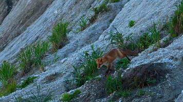 Wild fox in nature in summer. Clip. Shooting beautiful red fox in wild. Red fox runs on rocky slope with green grass. Nature and wild animals video