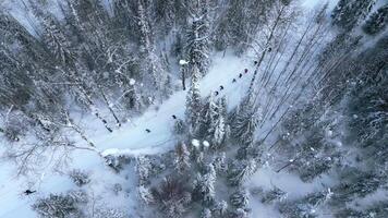 aereo superiore giù Visualizza di gruppo di escursionisti a seguire uno di uno il neve coperto sentiero. clip. inverno foresta e caduta neve. video