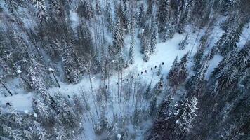 Antenne oben Nieder Aussicht von Wanderer Gehen einer durch einer im Winter Wald. Clip. Reisende erkunden schneebedeckt Wald. video