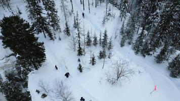 aéreo ver de un hombre caminando con su perro en profundo nieve en Austria. acortar. escénico ver de pino árbol bosque y nieve cubierto suelo. video