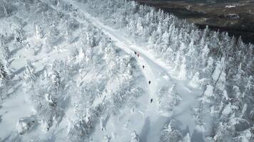 Aerial top down view of hikers walking one by one in winter forest. Clip. Travelers exploring snowy forest. video