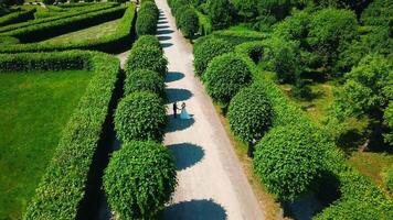 schön Paar von Jungvermählten Gehen im Palast Garten. kreativ. oben Aussicht von Jungvermählten Gehen entlang Gasse im Park. Palast Park mit geometrisch Wege und Gehen Jungvermählten video