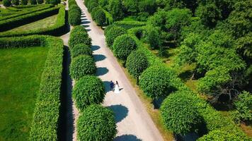 schön Paar von Jungvermählten Gehen im Palast Garten. kreativ. oben Aussicht von Jungvermählten Gehen entlang Gasse im Park. Palast Park mit geometrisch Wege und Gehen Jungvermählten video