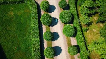 mooi paar van pasgetrouwden wandelen in paleis tuin. creatief. top visie van pasgetrouwden wandelen langs steeg in park. paleis park met meetkundig paden en wandelen pasgetrouwden video