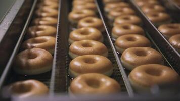 braten Donuts Nahansicht. Szene. Donuts sind gebacken beim das Bäckerei Fabrik video