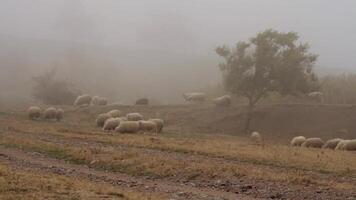 Flock of sheep grazing grass in the meadow on a background of fog. Shot. Group of sheep grazing grass in a rustic foggy video