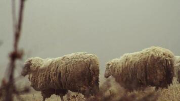 Sheep farm in the mountains on foggy spring morning. Shot. Sheep graze on yellow meadow video