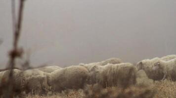 pecora azienda agricola nel il montagne su nebbioso primavera mattina. sparo. pecora pascolare su giallo prato video