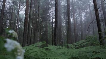 träd i skrämmande dimmig skog, statisk. scen. mystisk tall skog video