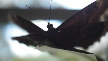 hermosa mariposa con difuminar antecedentes. marco. macro de el insecto video