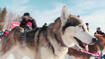 Porträt von ein sibirisch heiser Hund draußen. Filmaufnahme. Nahansicht Porträt von edel Schlitten Hund ein Chukchi heiser Rasse Hund auf Winter Hintergrund video