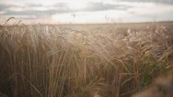 Grano campo nel tramonto. video. orecchie di Grano vicino su. raccogliere e raccolta concetto. campo di d'oro Grano ondeggiante. natura paesaggio. orecchie di Grano ondeggiante nel il brezza a tramonto video