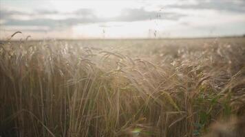 trigo campo en puesta de sol. video. orejas de trigo cerca arriba. cosecha y cosecha concepto. campo de dorado trigo balanceo. naturaleza paisaje. orejas de trigo balanceo en el brisa a puesta de sol video
