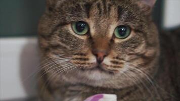 Satisfied cat sitting opposite the window looking at the sides, close-up face. Close-up of a tabby cat video