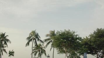 Palm trees at sunset light. Shot. View of palm trees against sky at sunset. Tropical palm trees sway in wind at sunset video