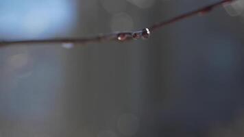 regn droppar på en gren. natur vår abstrakt bakgrund. träd gren med regn vatten droppar hängande på den video