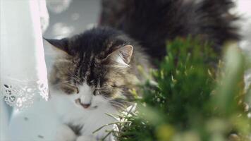 vit Land katt vilar på de fönsterbräda. klämma. söt katt vilar på en fönsterkarm video