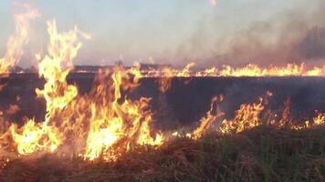 Aerial view of wildfire in forest in cloudy summer day. Footage. Strong wildfire. Forest fires aerial view. Slow motion video