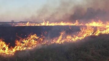 aéreo ver de fuego fatuo en bosque en nublado verano día. imágenes. fuerte incendio forestal. bosque incendios aéreo vista. lento movimiento video