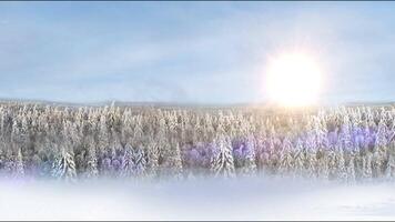 Winter Landschaft von Kiefern Wald. nach das Sturm ein stark Frost gefrostet Kiefer Wälder und das hell Farben von das steigend Sonne gemalt das oben von das Berg video