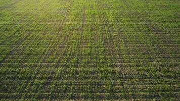 Top view of green country field with row lines, agriculture concept. Shot. Aerial view of beautiful green farmland and a road with trees and mountains on bright sky background. video