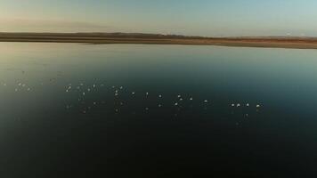 Aerial for flock of ducks at golden sunset over the dark blue river. Shot. Light of the evening sky with flocks of flying wild birds. video