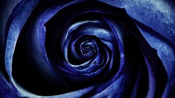 Abstract of dark blue soft rose petals, rotating flower, seamless loop. Top view of rosebud spinning hypnotically. video