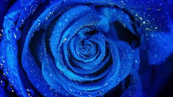 Top view of a beautiful abstract blue rose rotating, seamless loop. Close up for spinning rosebud with water drops. video