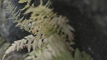 Close up of ferns leaves on stones background. Stock footage. Light green foliage, natural floral background with a fern bush growing by the rock. video