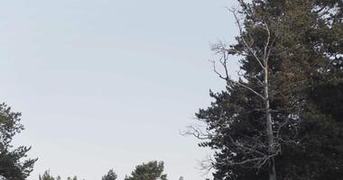 sagome di un' morto pino albero e un' pino albero. azione filmato. naturale sfondo con un' morto albero nel davanti di contrastante sempreverde conifero albero contro blu cielo. video