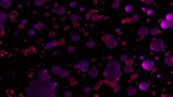 Abstract purple and pink bacteria among red blood cells. Animation. Workflow of immune system of a healthy body, microbiology and science concept, seamless loop. video