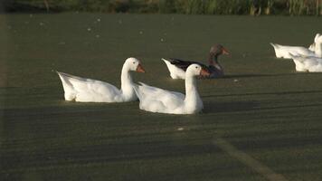 ein Herde von Weiß und grau Gänse Schwimmen im das Grün See weil von Wasserlinse. Lager Filmaufnahme. inländisch Vögel suchen zum Essen und Schwimmen im das See. video