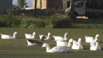 un' gregge di bianca e grigio oche nuoto nel il verde lago perché di lenticchia d'acqua. azione filmato. domestico uccelli guardare per cibo e nuoto nel il lago. video