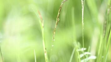 dichtbij omhoog van klein laten vallen van ochtend- dauw Aan groen gras. voorraad filmmateriaal. natuurlijk landschap van de zomer groen weide met een laten vallen van water Aan de gras. video