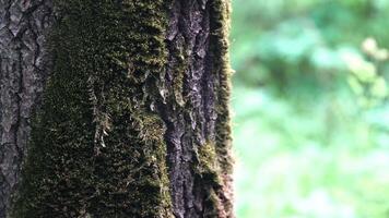 Close up an old tree trunk with green moss on a background of blurred autumn forest. Stock footage. Natural wooden texture in summer forest. video