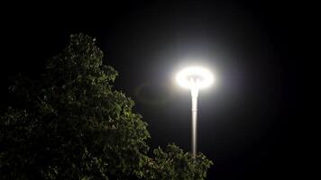 noite Tempo dentro a cidade parque e uma árvore dentro rua claro. estoque imagens de vídeo. inferior Visão do balançando verde árvore coroa debaixo a brilhante rua luminária em Preto céu fundo. video