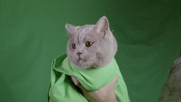 Grey cat on green studio background. Stock footage. Close-up of man holding grey Scottish cat in green blanket on green background. Studio shooting with cat on green background video