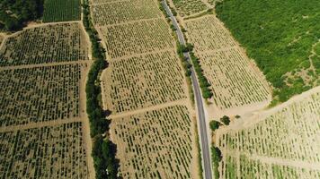 Aerial view of green field with many rows of growing plants near the narrow road and bushes. Shot. Top view of agricultural area and farming lands. video