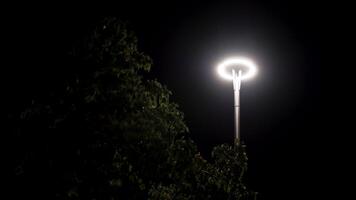 Night time in the city park and a tree in street light. Stock footage. Bottom view of swaying green tree crown under the bright street lamp on black sky background. video