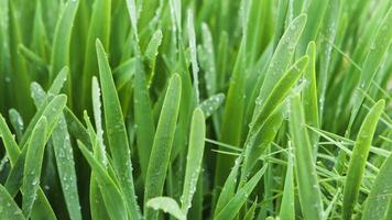 dichtbij omhoog van vers gras met water druppels Aan een zomer dag. voorraad filmmateriaal. druppels van ochtend- dauw Aan groen gras weide na de regen. video