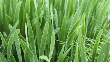 Close up of fresh grass with water drops on a summer day. Stock footage. Drops of morning dew on green grass meadow after the rain. video