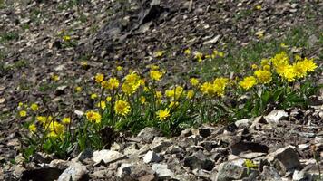 vicino su di ranuncolo giallo fiori in crescita su un' pietroso superficie. azione filmato. floreale sfondo, morbido e bellissimo primavera fiori ondeggiante nel il vento. video