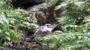 Large boulder covered with moss in the forest surrounded by green grass. Stock footage. Forest roads and trails, moss covers a large stone in the forest under the falling rain drops. video